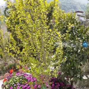 اجاره ویلا استخرروباز جنگلی در نوشهر