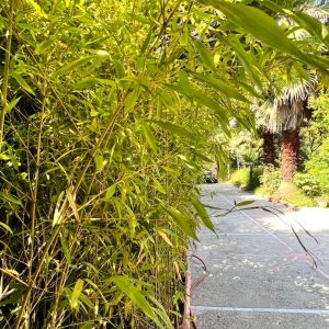 اجاره ویلا سه خوابه استخردار دریاگوشه متل قو