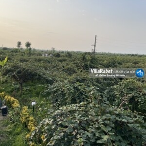 اجاره کلبه سوییسی کیوی ویو کوه و جنگل